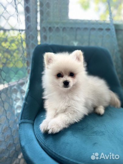 Щенки шпица