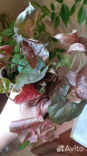 Комнатные цветы разные