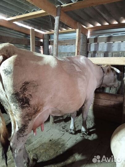 Корова дойная