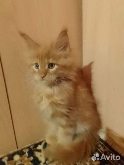 Котята мейн-кун