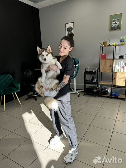 Стрижка собак груминг