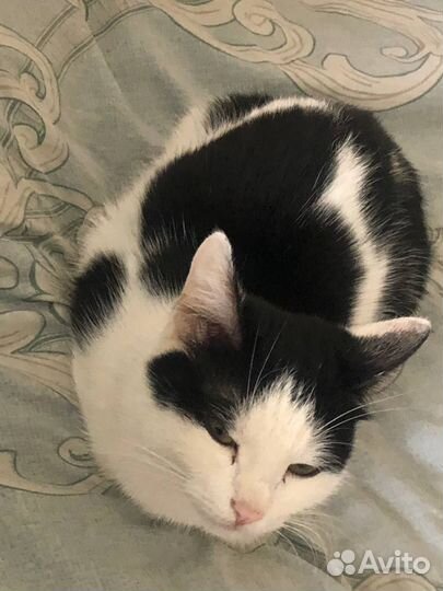 Кошка