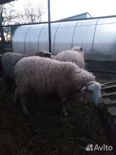 Овцы бараны