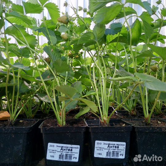 Саженцы рассада клубники земляники