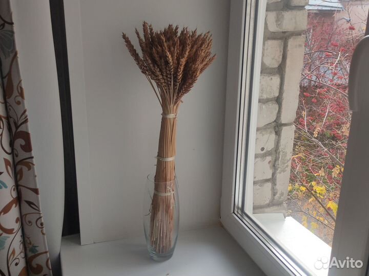 Колосья пшеницы сухоцвет