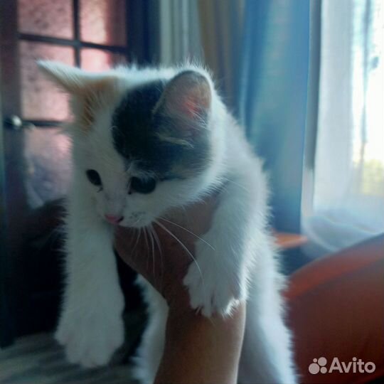 Котенок девочка трехцветная