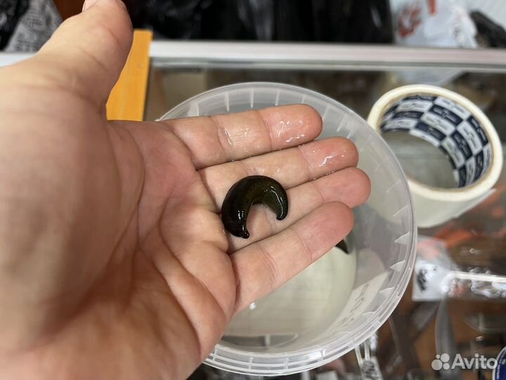 Пиявки для рыбалки