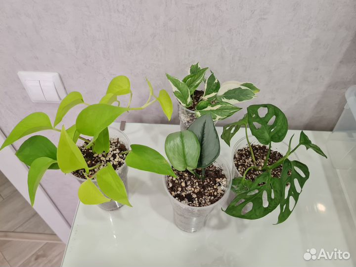 Монстеры, сингониумы, филодендроны, сциндапсусы