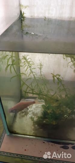 Аквариум и 2 рыбки