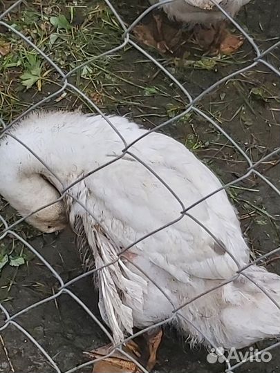 Гусыня с гусятами