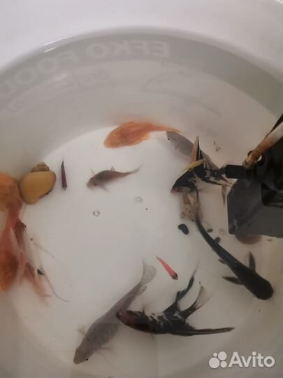 Продам аквариум Торг уместен