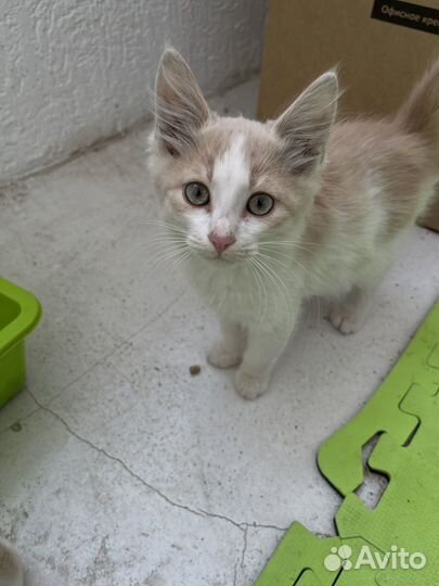 Курильский бобтейл