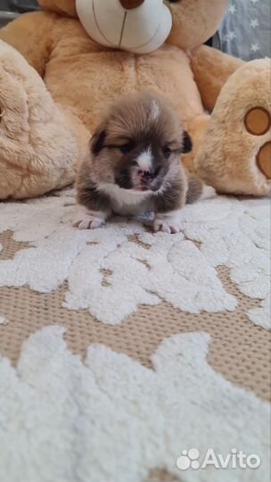 Щенки вельш-корги пемброк