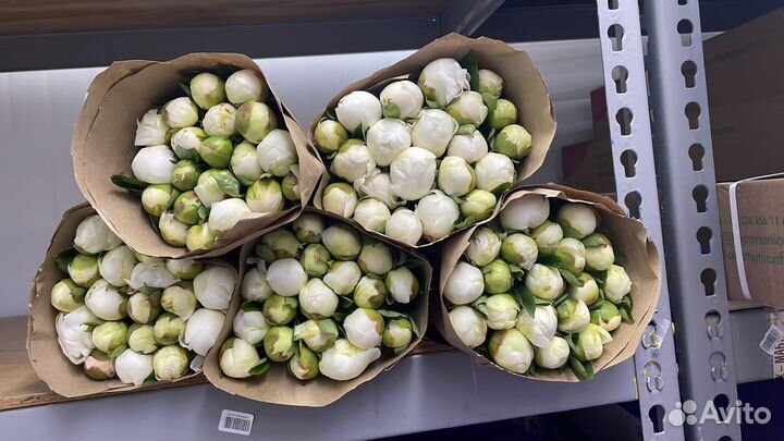 Пионы крупные ароматные