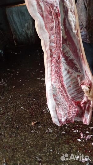 Свиньи на мясо