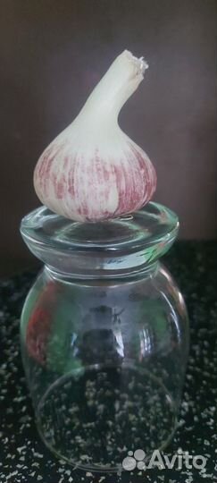 Чеснок деревенский