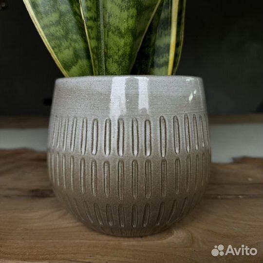 Комнатное растение с кашпо Сансевиерия