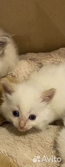 Отдам бесплатно