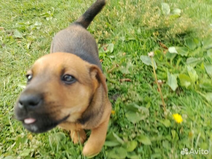 Щенок в добрые руки