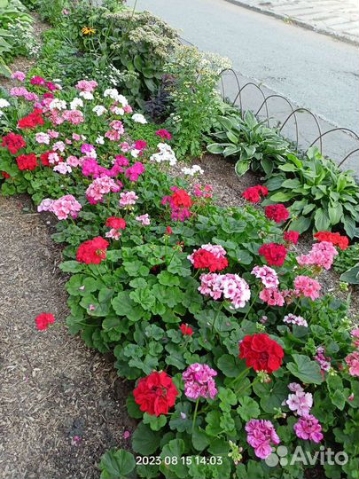 Пеларгония зональная и плющелистная