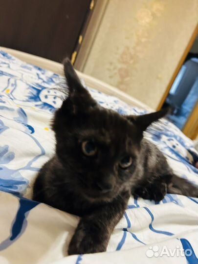 Шикарный котёнок