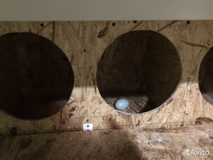 Гнездо для кур с яйцесборником