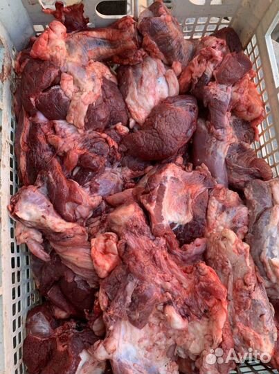 Корма для животных