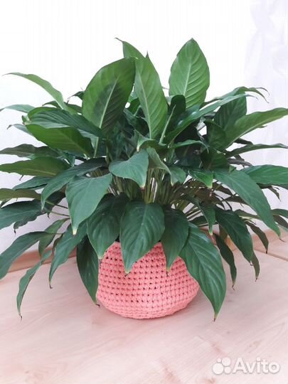 Кашпо для цветов