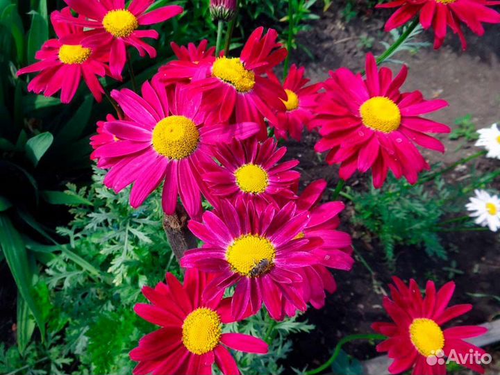 Ромашка желтая, белая крупная, голубая, красная