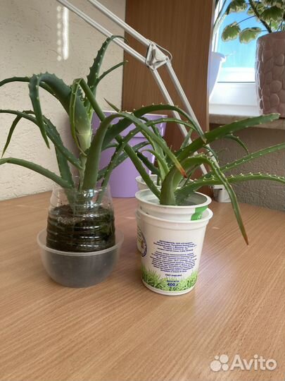 Алоэ лекарственное