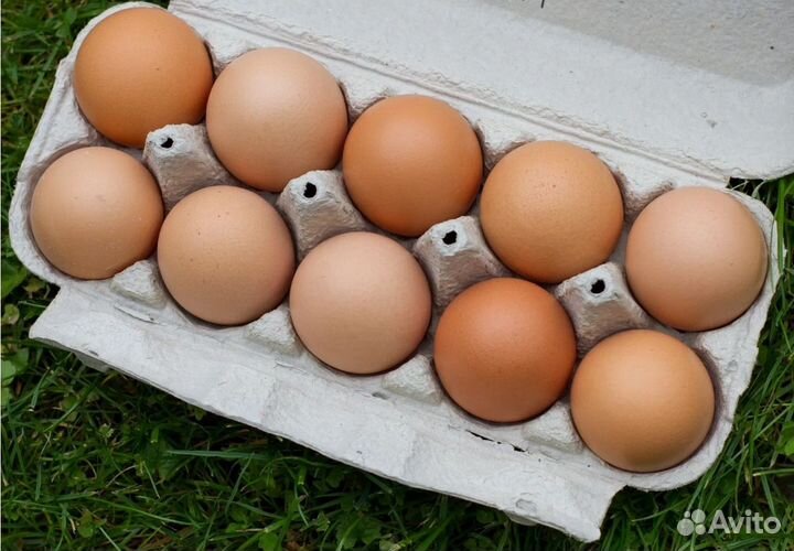 Домашние куриные яйца