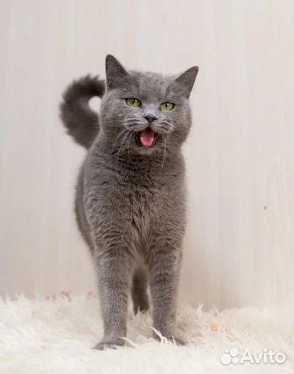 Клео ищет дом