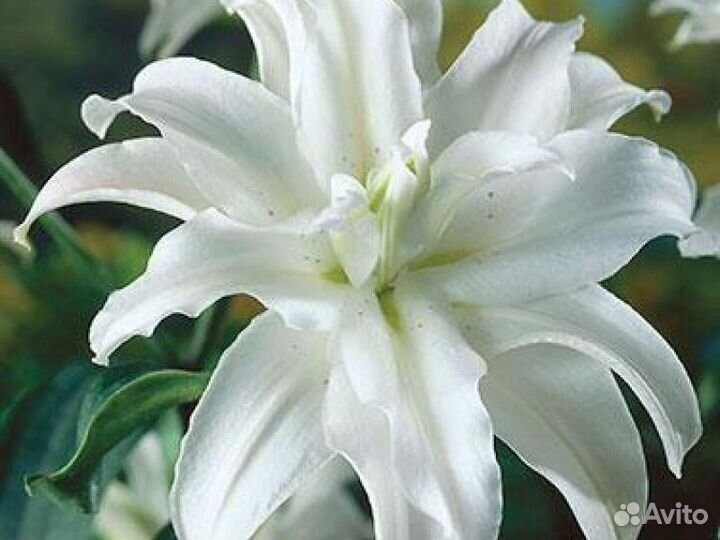 Лилии махровые