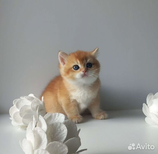 Британская золотая шиншилла