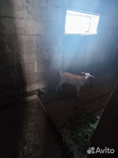 Козленок 1 месяц