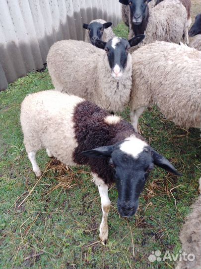 Бараны дорпер