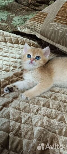 Золотые британские плюшечки