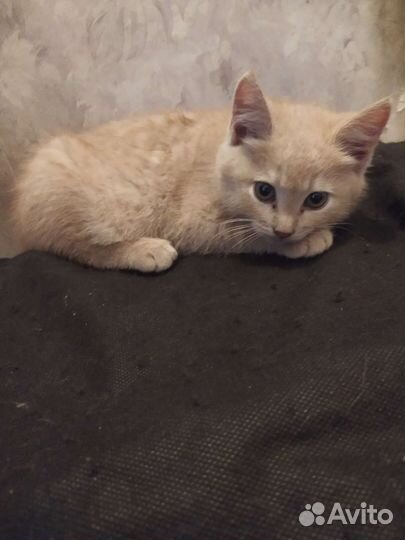 Котята бесплатно