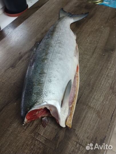 Нерка, красная рыба