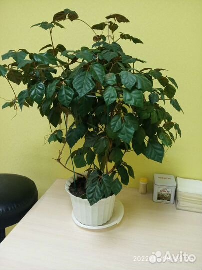 Цветок березка