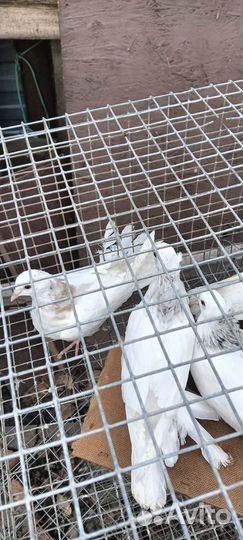 Голуби армянские