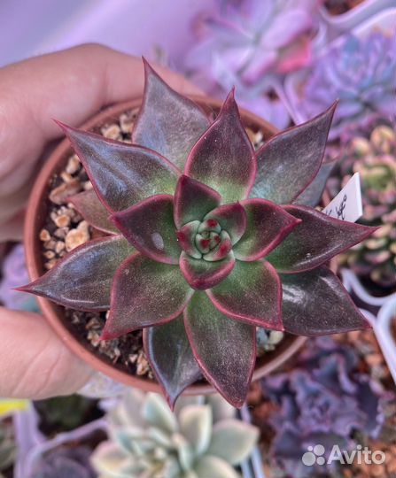 Суккуленты 1