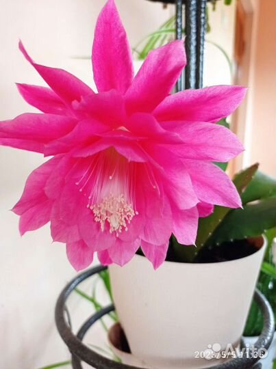 Кактусы, декабрист, алоэ домашние цветы