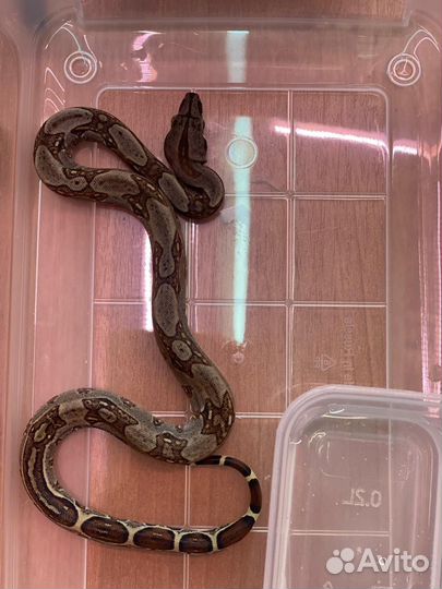 Императорский удав