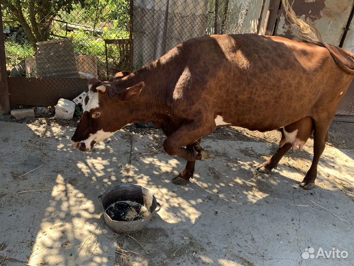 Корова дойная домашняя