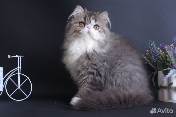 Персидский котик-енотик