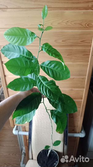 Цитрусовое деревце