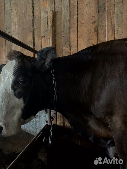 Корова и теленок