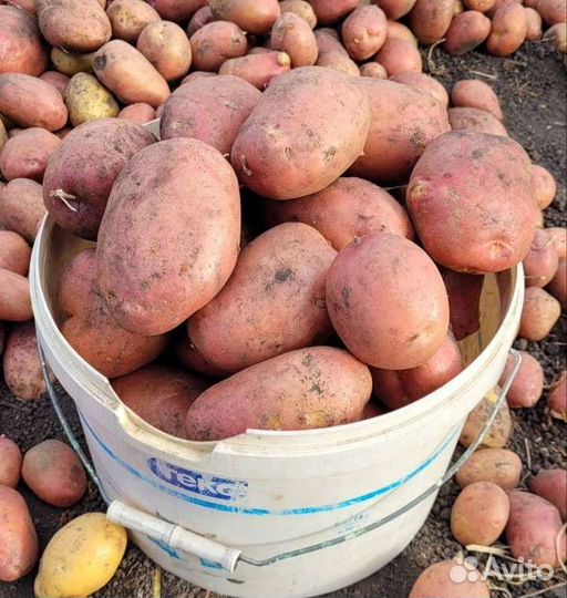 Продам картофель