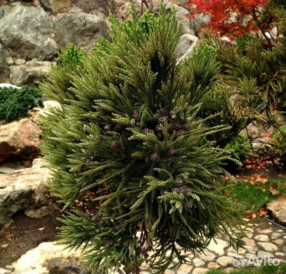 Криптомерия Японская/Элегантная, семена